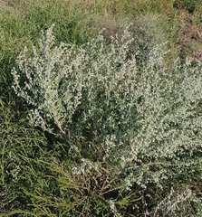 Artemisia sieversiana