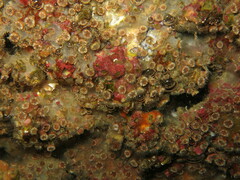 Polycyathus muellerae