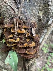 Fuscoporia