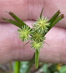 Cyperus croceus