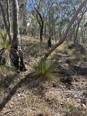 Xanthorrhoea
