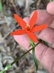 Silene subciliata