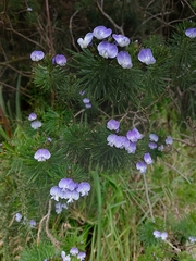 Psoralea