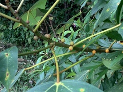 Ficus grossularioides
