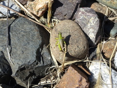 Ognevia longipennis