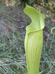 Sarracenia alata