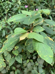 Ficus grossularioides