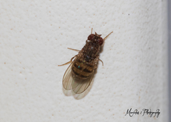 Drosophila repleta