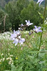 Campanula lactiflora