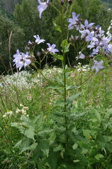Campanula lactiflora