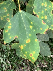 Ficus grossularioides