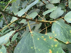 Ficus grossularioides