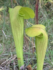 Sarracenia alata