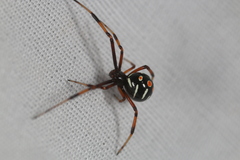 Latrodectus variolus