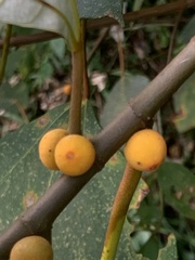 Ficus grossularioides