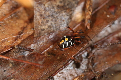 Latrodectus variolus