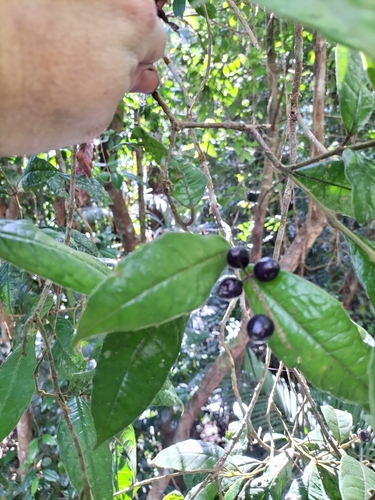 Hairy polyosma (Polyosma hirsuta)