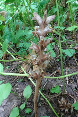 Orobanche
