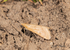 Pyraustini