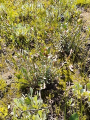 Chrysocephalum apiculatum