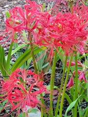 Lycoris radiata