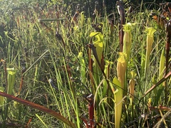 Sarracenia alata