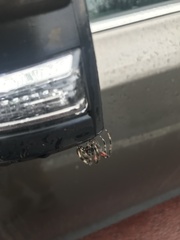 Neoscona domiciliorum