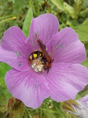 Xanthocampsomeris limosa
