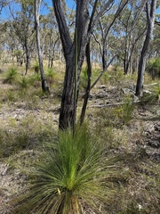 Xanthorrhoea johnsonii