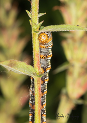 Eudryas unio