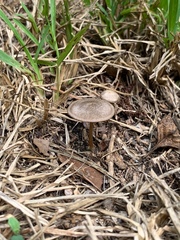 Entoloma vernum