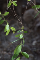 Karwinskia humboldtiana