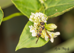 Parancistrocerus perennis