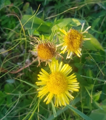 Pentanema britannica