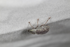 Cyrtepistomus castaneus