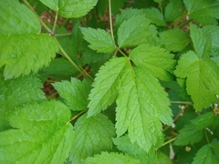 Aegopodium podagraria