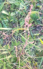 Polygonum aviculare