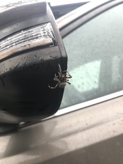 Neoscona domiciliorum