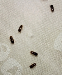 Aphodiinae