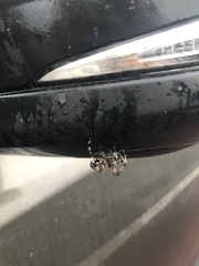 Neoscona domiciliorum