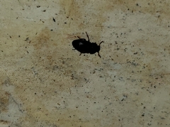 Coleoptera