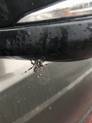 Neoscona domiciliorum