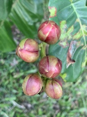 Dillenia suffruticosa
