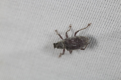 Cyrtepistomus castaneus