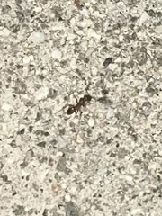 Formicidae