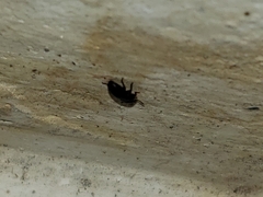 Coleoptera