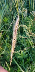 Elymus repens