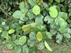Dillenia suffruticosa