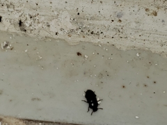 Coleoptera