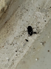 Coleoptera